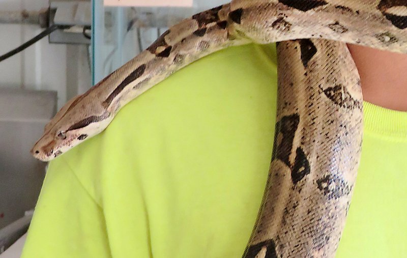 FILE — A red-tailed boa constrictor is shown in this 2018 file photo.