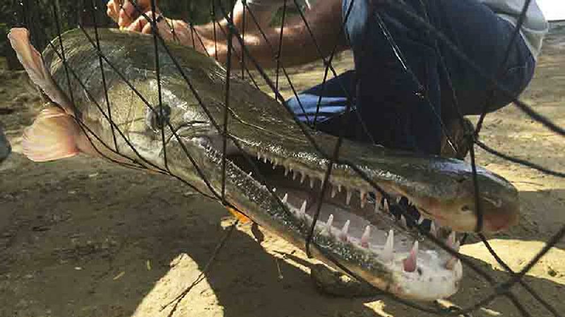 The alligator gar, such as this one netted by Game and Fish researchers, will become the state’s official primitive fish as new state laws take effect Wednesday, 91 days after adjournment of the General Assembly. 