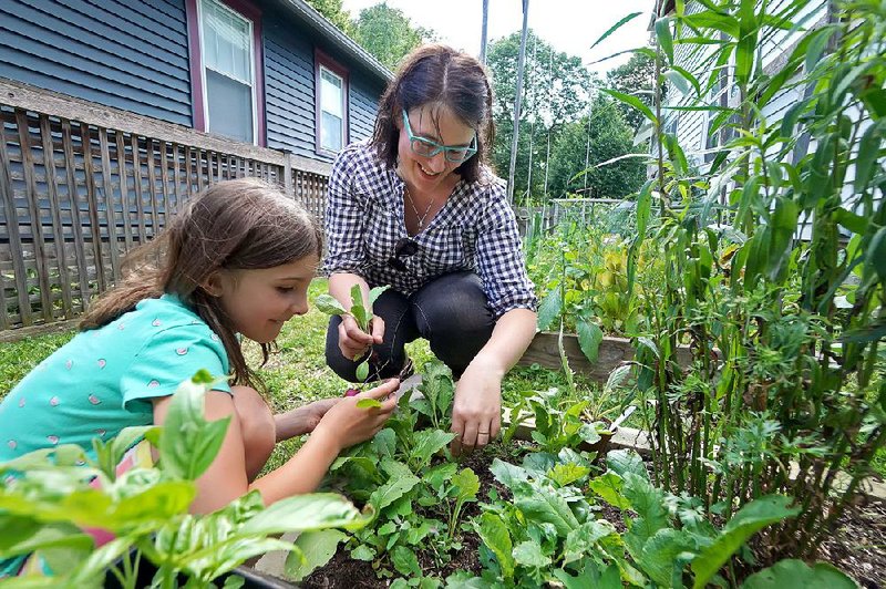 Catherine McDonnell-Forney and her daughter Madeline, 9, of Minneapolis, harvest some radishes and lettuce from one of their gardens on June 25. 