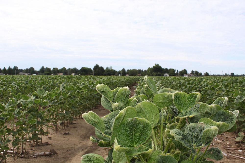 Crop conference going virtual