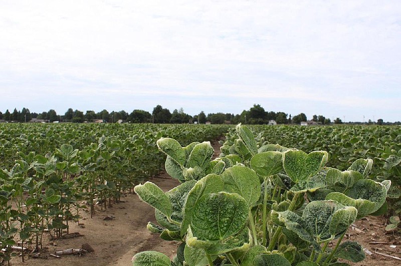 Soybeans in a Mississippi County field show signs of herbicide damage in this photo taken in June 2018.