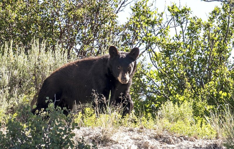 Arkansas campground closed for overnight stays after bears get too