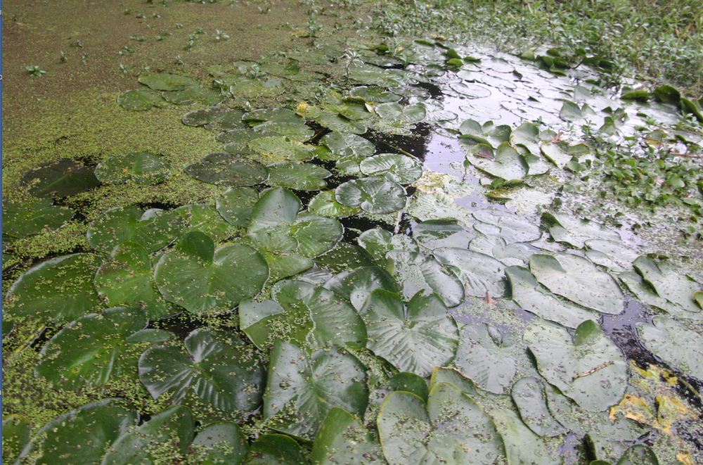 A shaken Alliance Bayou Bartholomew, one the state’s most diverse
