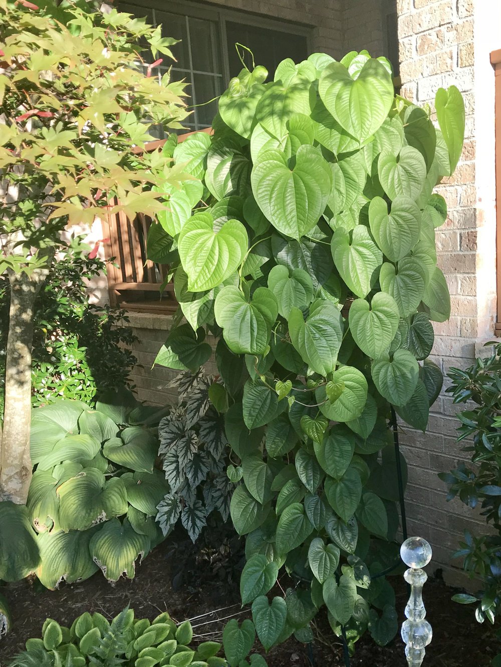 In The Garden Got Air Potato Vines Droopy Dogwood St Augustine Weeds Janet B Carson S Got The Answers