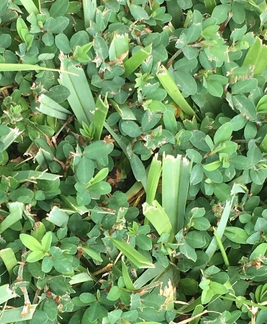 IN THE GARDEN: Got air potato vines, droopy dogwood, St. Augustine ...