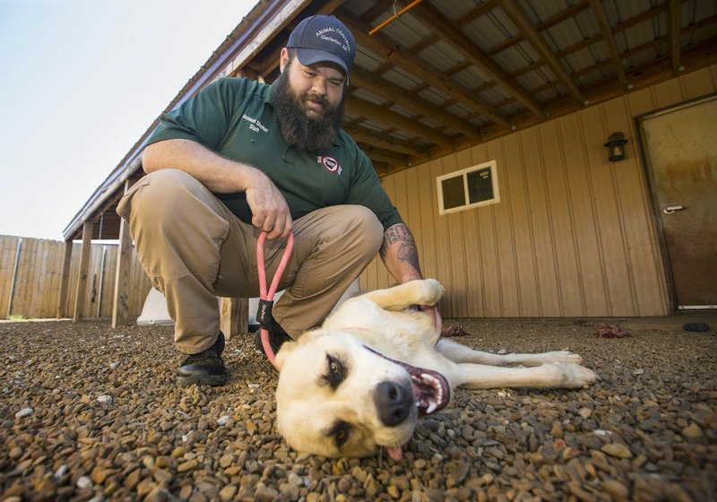 NWA Democrat-Gazette/BEN GOFF @NWABENGOFF Kelton Knipmeyer, kennel technician with Centerton City Animal Control, gives Willie, a dog up for adoption, a belly rub Friday at the Centerton Animal Shelter. Bentonville animal control currently takes dogs to the Centerton facility.