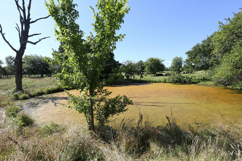 File Photo/NWA Democrat-Gazette/DAVID GOTTSCHALK A discolored pond is visible on Lawrence Bowen's property on June 13. His property that backs up to the Bethel Heights Lincoln Street Waste Water Treatment Plant system. The plant system is allegedly dumping untreated water on the private property.