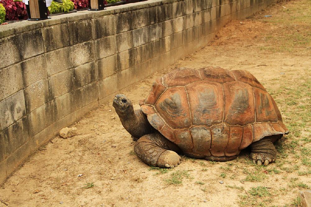 Tortoise aldabra Aldabra Giant