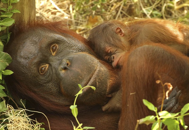 In this Tuesday, July 30, 2019 photo provided by the Little Rock, Ark., Zoo is Berani, a Northwest Bornean orangutan, as she holds her newborn at the zoo. The baby, who is not yet named, is Berani's first and the fifth for the father, Bandar. The World Wildlife Fund lists Bornean orangutans, whose populations have declined by more than 50% over the past 60 years as critically endangered, one step below extinct in the wild. (Karen Caster/Little Rock Zoo via AP)