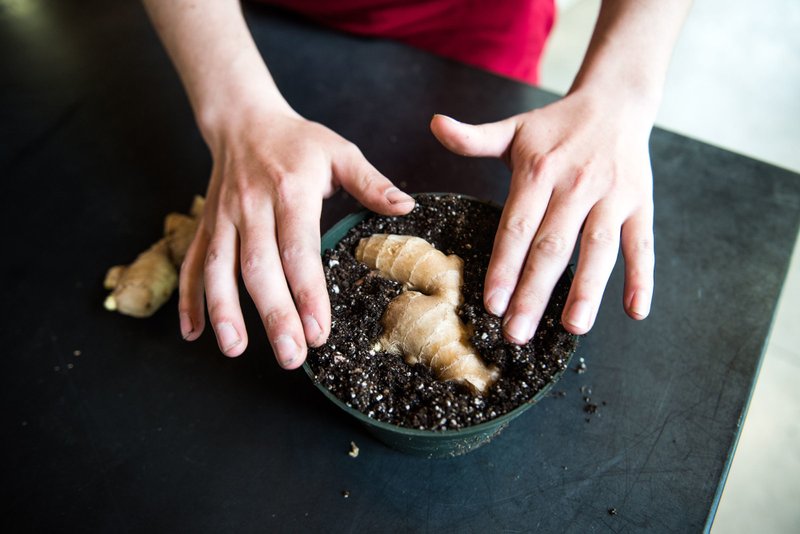 To start a ginger plant, simply place a tuber in a container filled with potting soil, and press it down until the soil comes about half way up the sides. Choose a tuber piece with multiple "eyes", or growth buds. (Grace Dickinson/The Philadelphia Inquirer/TNS) 