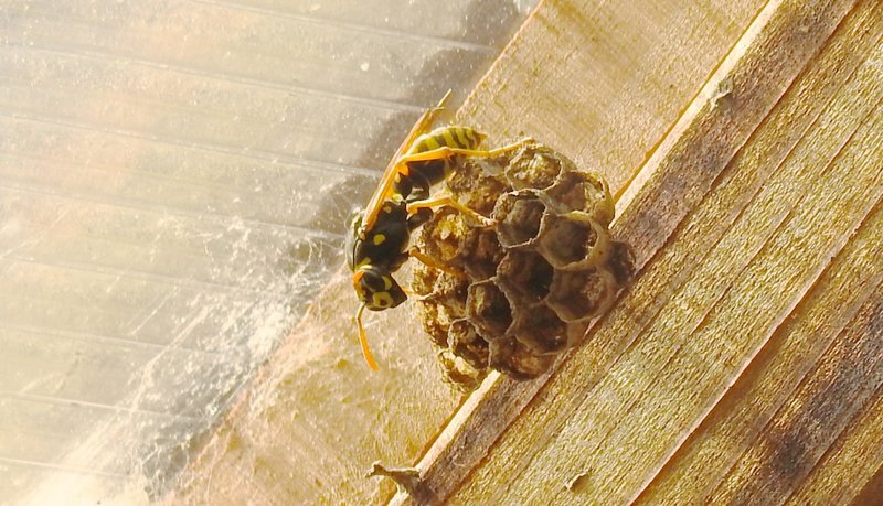 This May 6, 2019 photo shows a Yellowjacket on the ceiling of a hobby greenhouse near Langley, Wash. Yellowjackets typically live in underground burrows although some species build paper nests elsewhere, as shown here. They can be vicious around people and pets and attack vigorously when threatened. (Dean Fosdick via AP)