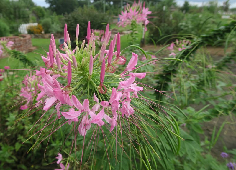 Cleome is typically an open-pollinated plant, so its seeds grow plants like the parent. (Special to the Democrat-Gazette by Janet B. Carson)