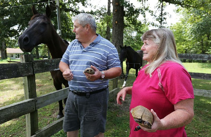 Alan and Terri Gregory of Boone County Turtle Rescue and Rehabilitation led the campaign that ended turtle races in Harrison. The two care for injured and abandoned turtles at their home. More photos are available at arkansasonline.com/84turtles/. 