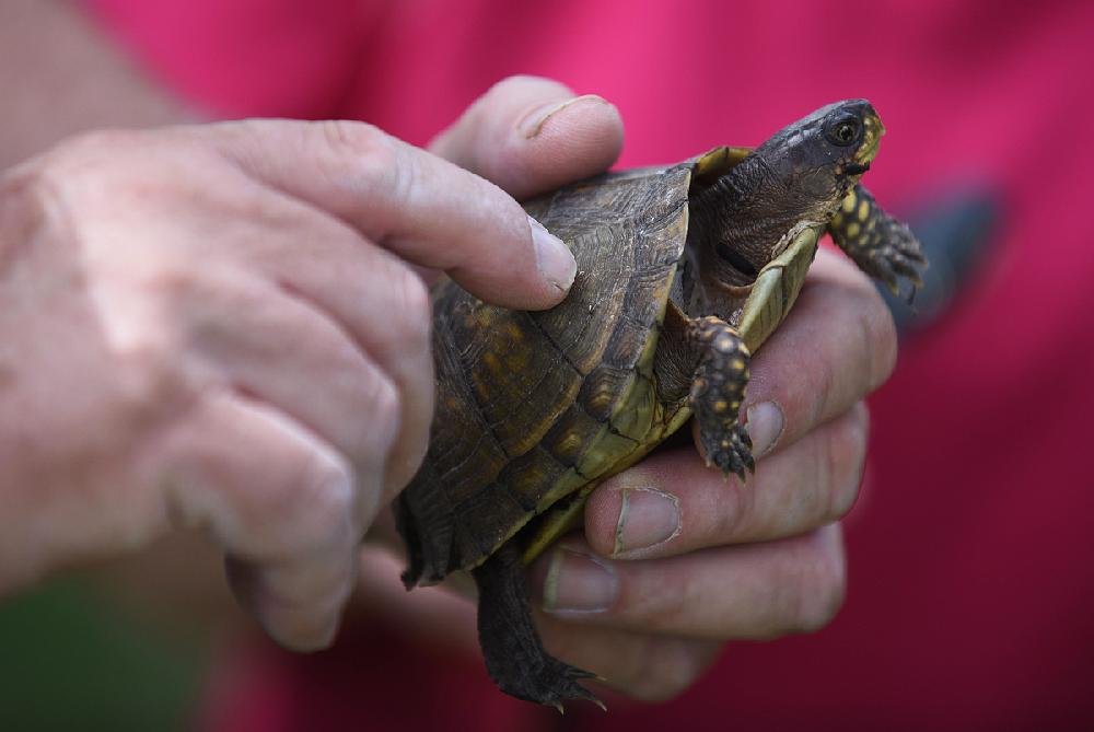 Turtle races end in north Arkansas city after toll on creatures is laid ...