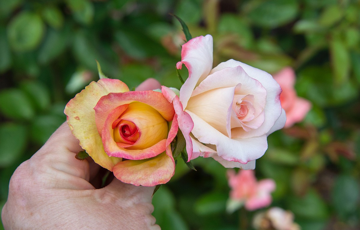 PHOTOS: Myriad roses shine in Arkansan's garden | Northwest