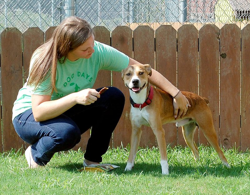 Simmons donates dog treats to local shelters Siloam Springs HeraldLeader