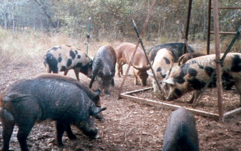 FILE — This photo provided by the Texas A&M University Research and Extension Center shows feral hogs eating corn at a deer feeder near Overton, Texas, in 2004. (AP Photo/Texas A&M University Research and Extension Center, Dr. Billy Higginbotham) 