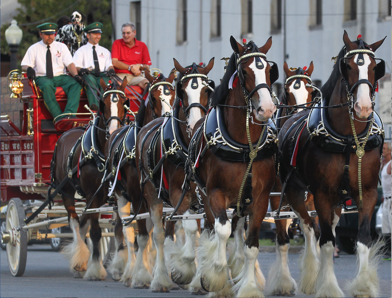 The Budweiser Clydesdales are a symbol of the brewer. Millennials are turning away from baby boomer-favored brands. (Arkansas Democrat-Gazette file photo)