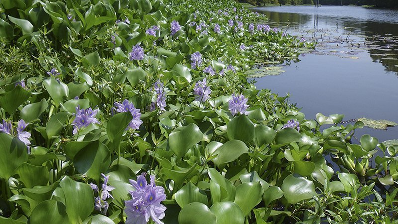  Arkansas Game and Fish Commission bioligists since 2005 have battled water hyacinth, an invasive plant that overruns everything in its path, at Lake Wallace in Dermott. 