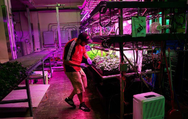 Technician Sergio Arroyo works at Backyard Fresh Farms, a vertical farm operation in a former meatpacking factory in Chicago, which houses food and agricultural startups. 