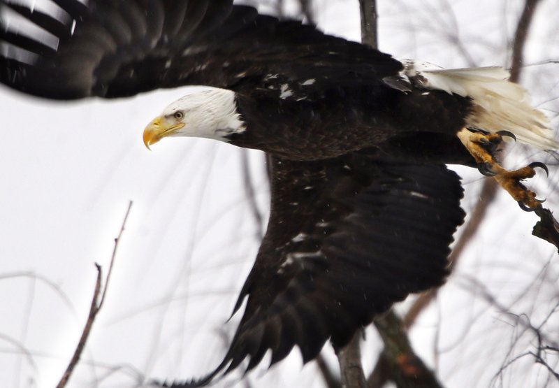 FILE - In this Feb. 1, 2016 file photo, a bald eagle takes flight at the Museum of the Shenandaoh Valley in Winchester, Va. While once-endangered bald eagles are booming again in the Chesapeake Bay, the overall trajectory of endangered species and the federal act that protects them isn't so clearcut. (Scott Mason/The Winchester Star via AP, File)

