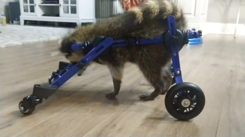 Vittles, a baby raccoon in Arkansas, takes her first steps in her new wheelchair. 