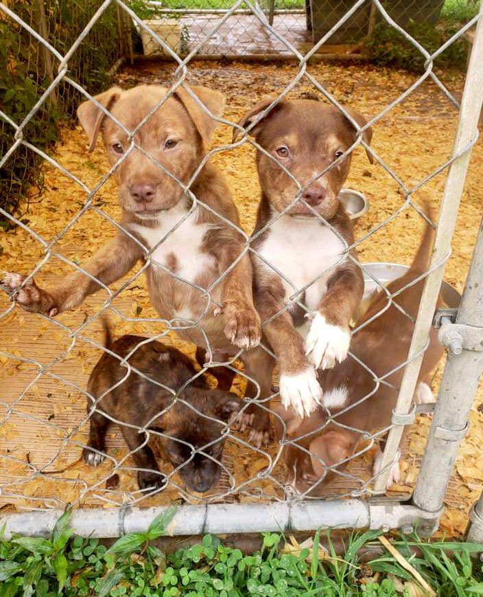 Photo submitted These puppies are available for adoption through the I'm Your Huckleberry Rescue group in McDonald County. The nonprofit, which rehomes puppies, dogs and cats, is financially struggling. For information, call 417-456-9195.