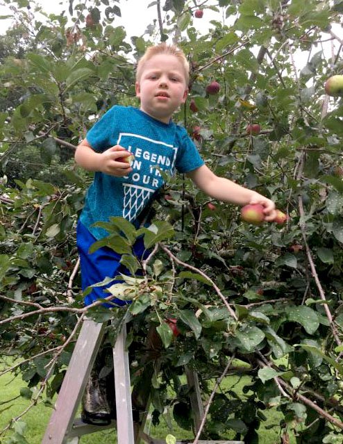 Photo submitted Abram Abernathy, son of Ashley and Byron Howerton of Anderson, helps with apple picking at the Bernie and Karen Almeter farm recently. Abernathy and his family have been helping the Almeters throughout the spring and summer with the Victory Garden at the New Bethel School.
