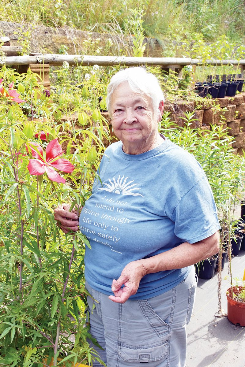 MaryAnn King takes a look at a hibiscus flower growing at Pine Ridge Gardens near London in Pope County. King, who specializes in raising native plants, will be inducted Saturday into the 2019 Arkansas Outdoor Hall of Fame, sponsored by the Arkansas Game and Fish Foundation.