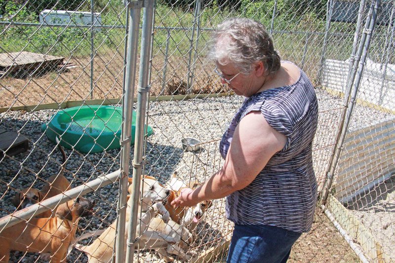 Janie Allen, president of the Humane Society of Clark County board, checks on some puppies outside the shelter in Arkadelphia. In July, Hurricane Berry created a 2-mile-wide storm that caused flooding inside the shelter. Allen said the shelter is currently closed but is expected to reopen in a couple of weeks. 