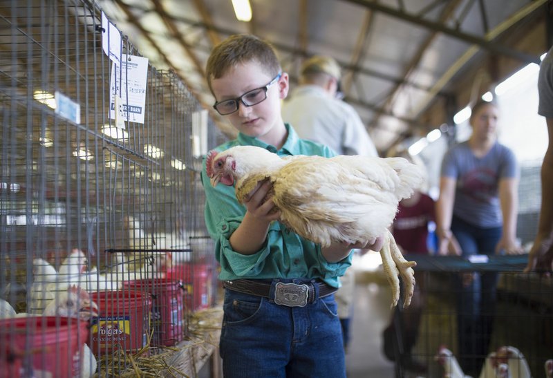 NWA Democrat-Gazette/CHARLIE KAIJO Woodrow Burkett, 8, of Springdale (center) holds a show chicken Saturday at the Washington County Fairgrounds in Fayetteville. He placed as the reserve grand champion. Participants collected their ribbons following a poultry judging event. Judges awarded ribbons in several categories: chain broilers, chain turkeys, white Leghorn pullets and Hyline pullets.