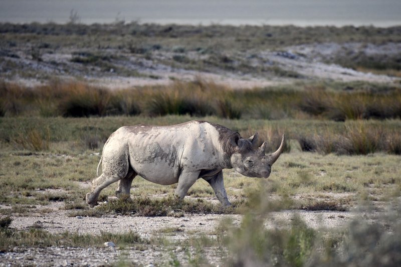 File- Picture taken on March 5, 2019 shows a black rhinoceros in the savannah landscape of the Etosha National Park. ( Matthias Toedt/AP via AP)