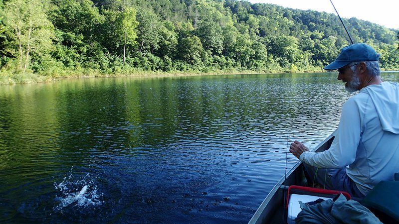 NWA Democrat-Gazette/FLIP PUTTHOFF Bruce Darr tussles with a rainbow trout during a mid-July float trip on the White River below Beaver Dam.