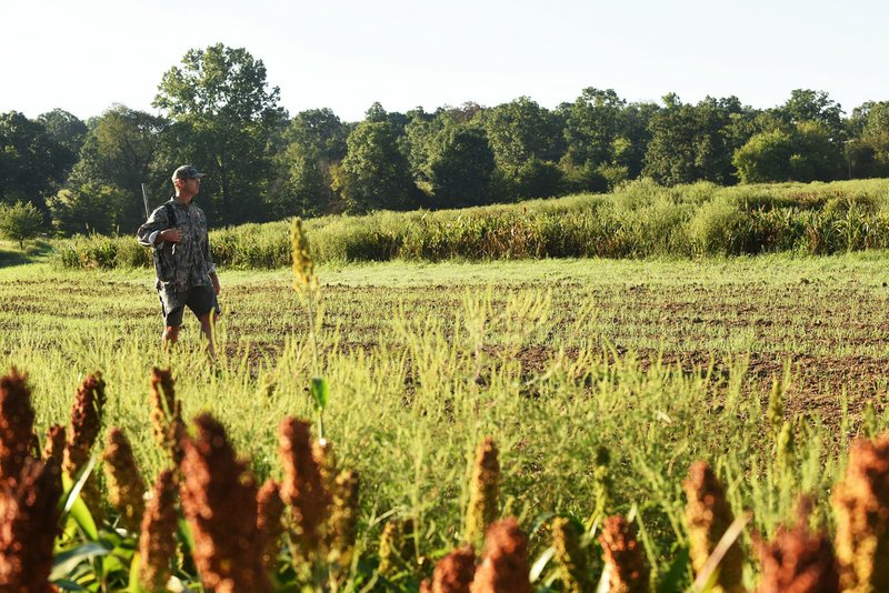 NWA Democrat-Gazette/FLIP PUTTHOFF Fields with millet, sunflowers or other seed-bearing plants are magnets for doves. A hunter looks over a field last season in west Benton County.