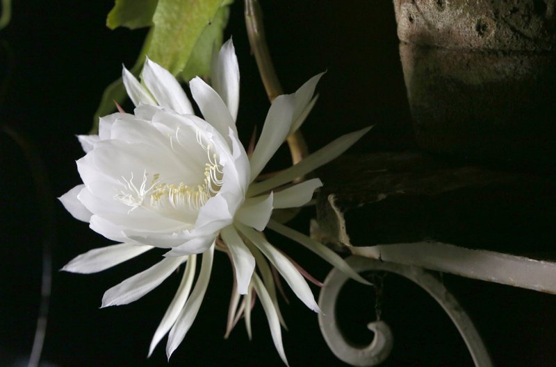 A Night-blooming cereus is visible Monday, August 19, 2019, just after midnight in Fayetteville.

