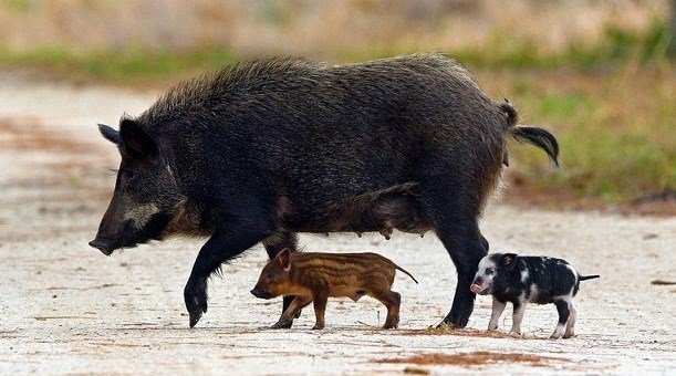 An adult female feral hog trots with her piglets in a Buffalo National River media photo.