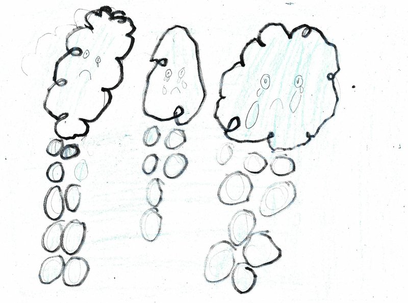 Drawing by Fiona, Age 8