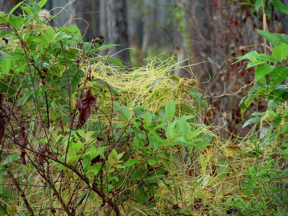 Dodder Not a vine to love