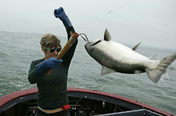 Fishermen see good salmon hauls