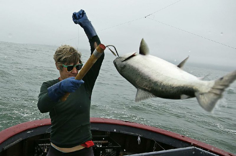 Sarah Bates hauls a chinook salmon aboard the fishing boat Bounty in July near Bolinas, Calif. California fishermen say this is one of the best salmon fishing seasons in more than a decade. 