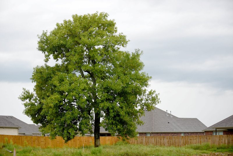 NWA Democrat-Gazette/DAVID GOTTSCHALK A tree on Divide Drive is visible Thursday, August 22, 2019, surrounded by orange fencing in a new subdivision in Fayetteville. The city's urban foresters have begun using the National Agriculture Imagery Program to get a more accurate assessment of the urban tree canopy, and have implemented a variety of measures to preserve and mitigate the urban tree canopy.