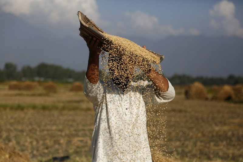 A Kashmiri farmer separates the grain from the chaff on the outskirts of Srinagar, Indian controlled Kashmir, Wednesday, Sept. 26, 2018. Agriculture is the main source of food, income, and employment in rural areas in India. (AP Photo/Mukhtar Khan)