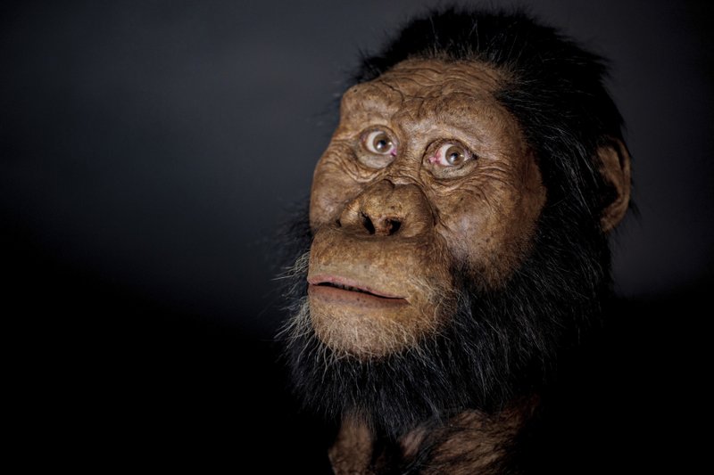 This undated photo provided by the Cleveland Museum of Natural History in August 2019 shows a facial reconstruction model by John Gurche made from a fossilized cranium of Australopithecus anamensis. The species is considered to be an ancestor of A. afarensis, represented by “Lucy” found in 1974. From 3.8 million years ago, the ancestral species is the oldest known member of Australopithecus, the grouping of creatures that preceded our own branch of the family tree, called Homo. (Matt Crow/Cleveland Museum of Natural History via AP)