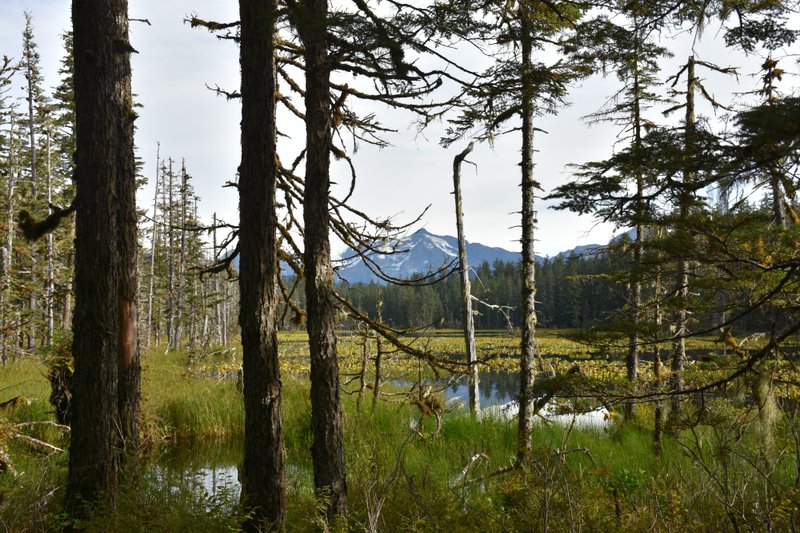 A view from the Situk Lake Trail in Yakutat, Alaska, of the Tongass National Forest. Photo courtesy of Paul A. Robbins of the Forest Service