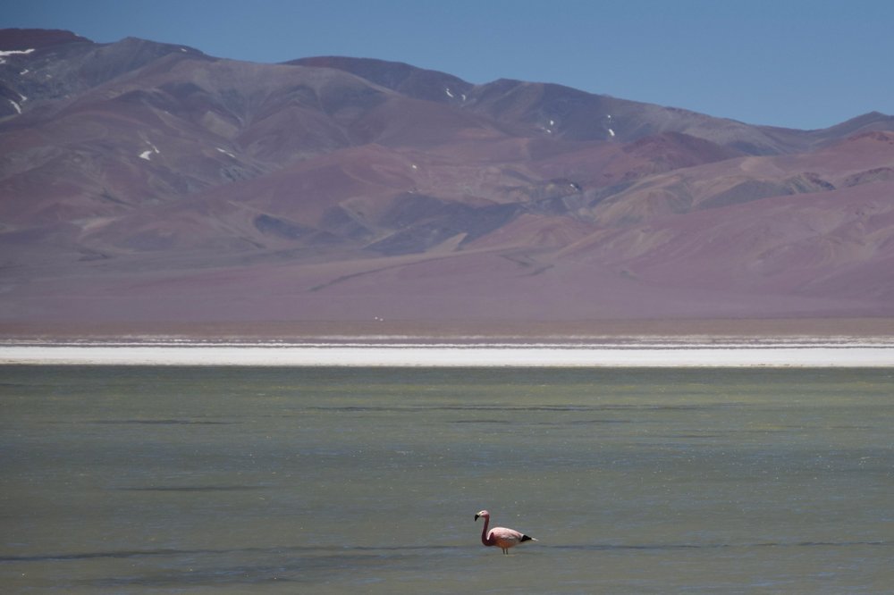 The Andean flamingo is one of the rarest flamingos in the world. (Photo by Mark Johanson via TNS/Chicago Tribune)