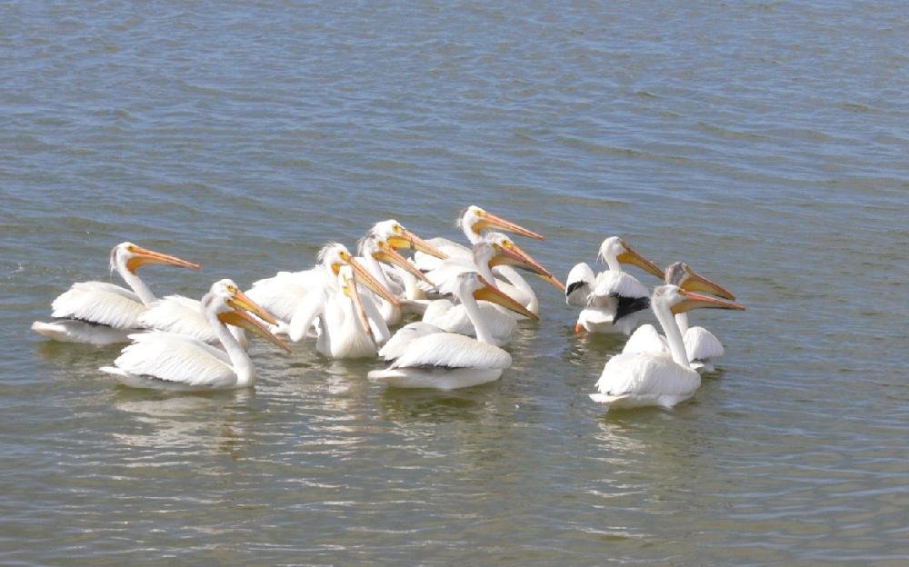 Birding hotspots The Arkansas DemocratGazette Arkansas' Best News