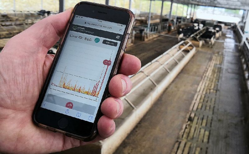 Experimental farm project manager Duncan Forbes holds a smartphone showing biometric data on cows in his herd in Shepton Mallet, England.