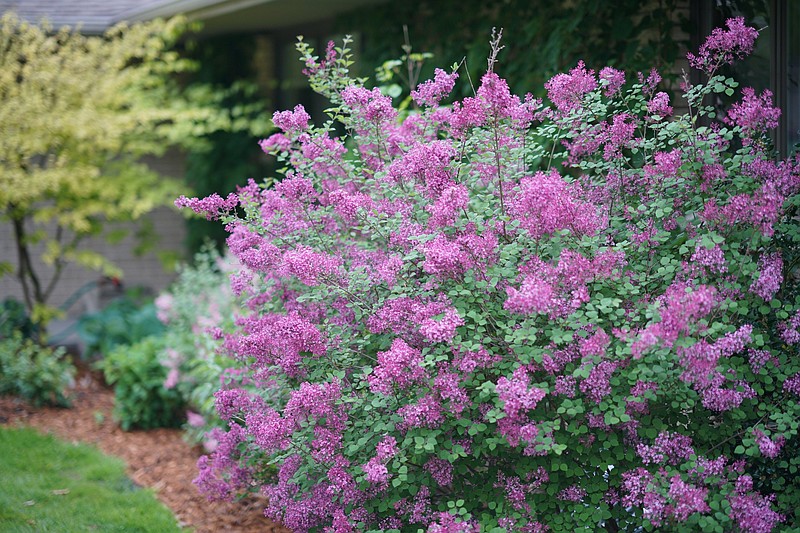 Repeat blooming plants gaining fans with plant growers and gardeners ...