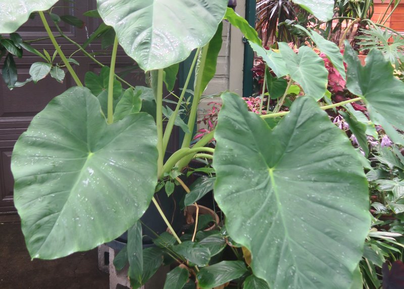 Elephant ears are among the plants that cause some people allergic reactions. (Special to the Democrat-Gazette/JANET B. CARSON) 
