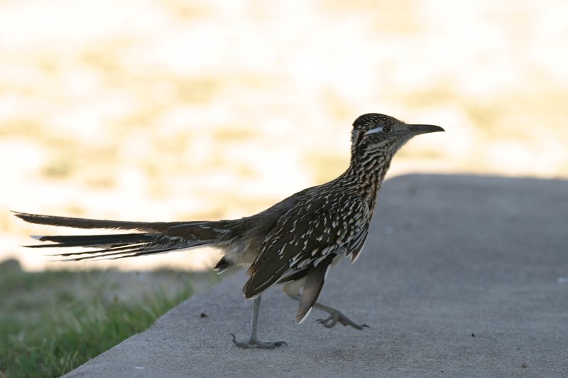 Greater roadrunner in downtown Hot Springs. (Special to the Democrat-Gazette/JERRY BUTLER) 
